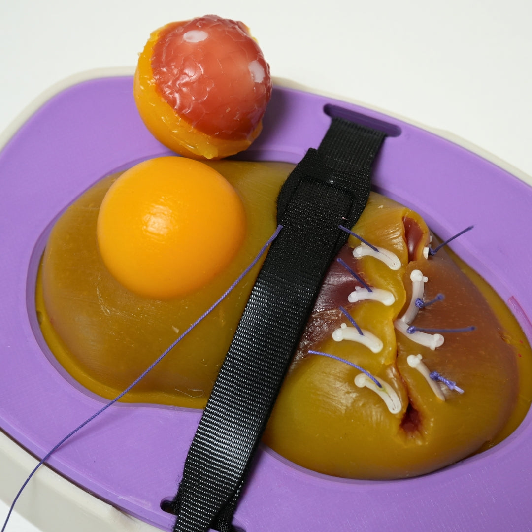 Perfused Model - Partial Nephrectomy Simulator
